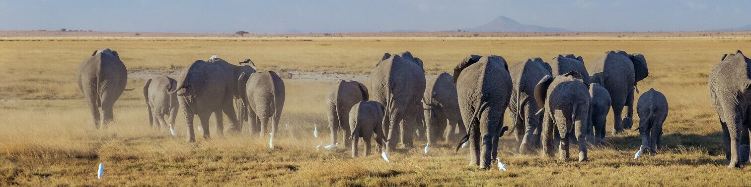 Amboseli Collection