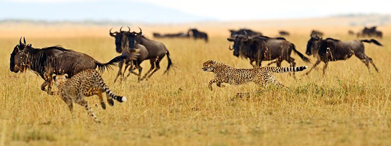 Elephants in Amboseli National Park