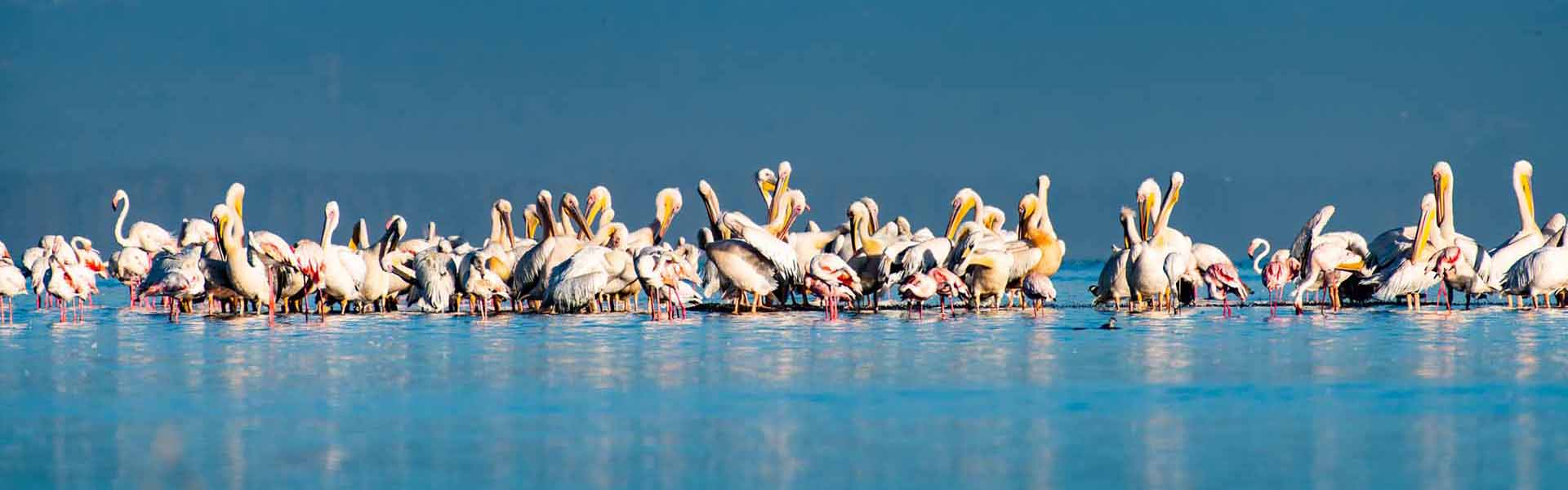 Lake Nakuru Flamingos