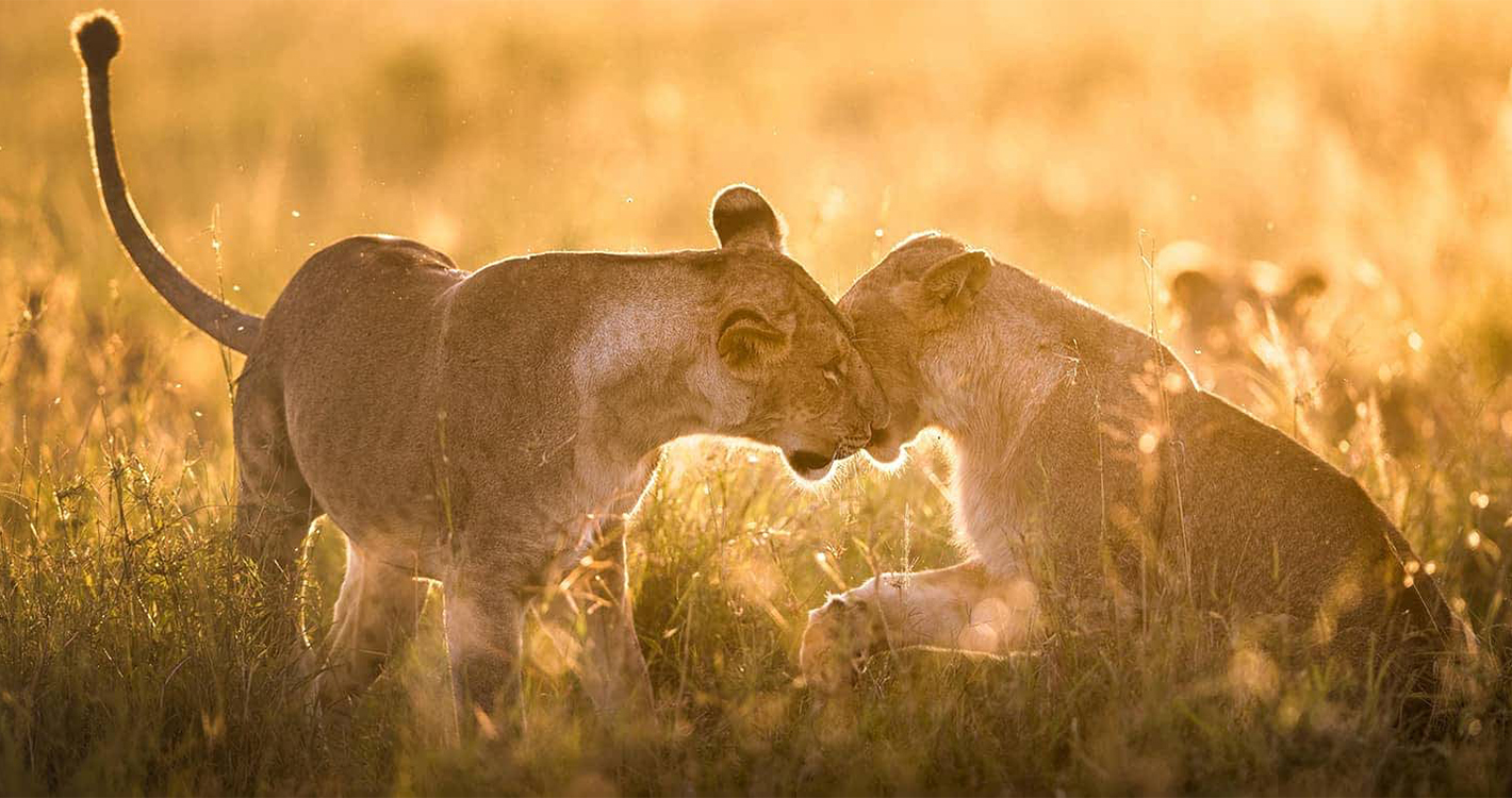 Lions in the Masai Mara