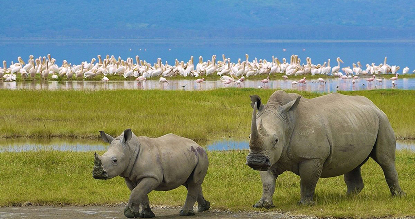 Lake Nakuru Flamingos