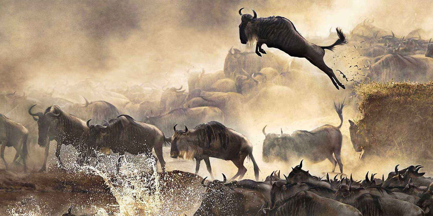 The Great Migration in Masai Mara