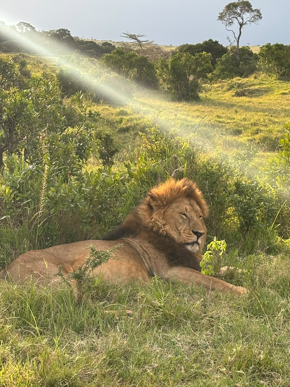 Safari Diaries Collection